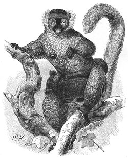 Black Lemur with Young, c. 1885 Illustration