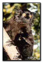 Black Lemur