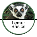 Lemur Basics