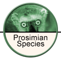 Prosimian Species