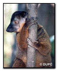 Collared Lemur